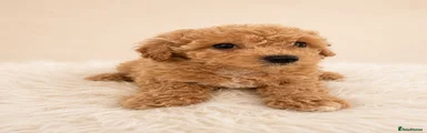 Cavapoo Puppy 4