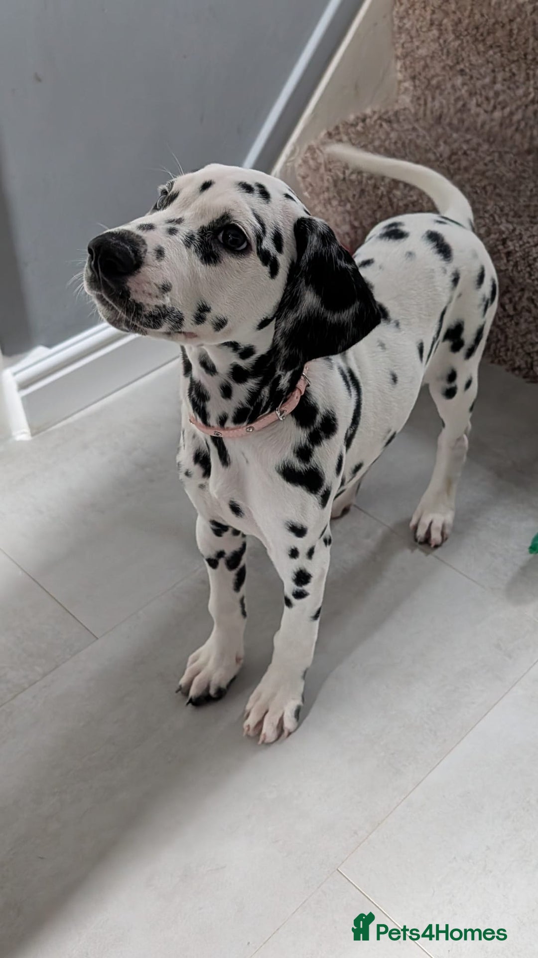 Dalmatian dogs for sale: Dalmatian puppies ready advert fully - Advert 7
