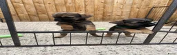 Border Terrier dogs for sale: ⭐️ KC BORDER TERRIERS, READY TO LEAVE NOW - Advert 10