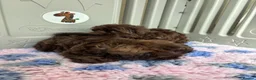 Shih Tzu dogs for sale: 💕Stunning Chocolate Shih Tzu💕 - Advert 5