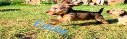 Miniature Dachshund dogs for sale: Premium Mini Wire-haired Dachshund Puppies - Advert 16