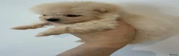 Pomeranian dogs for sale: Kc pomeranian puppies  - Advert 18