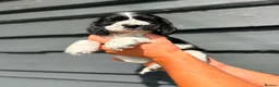 Cocker Spaniel dogs for sale: Show Cocker Pups Ready Now⭐️ - Advert 10