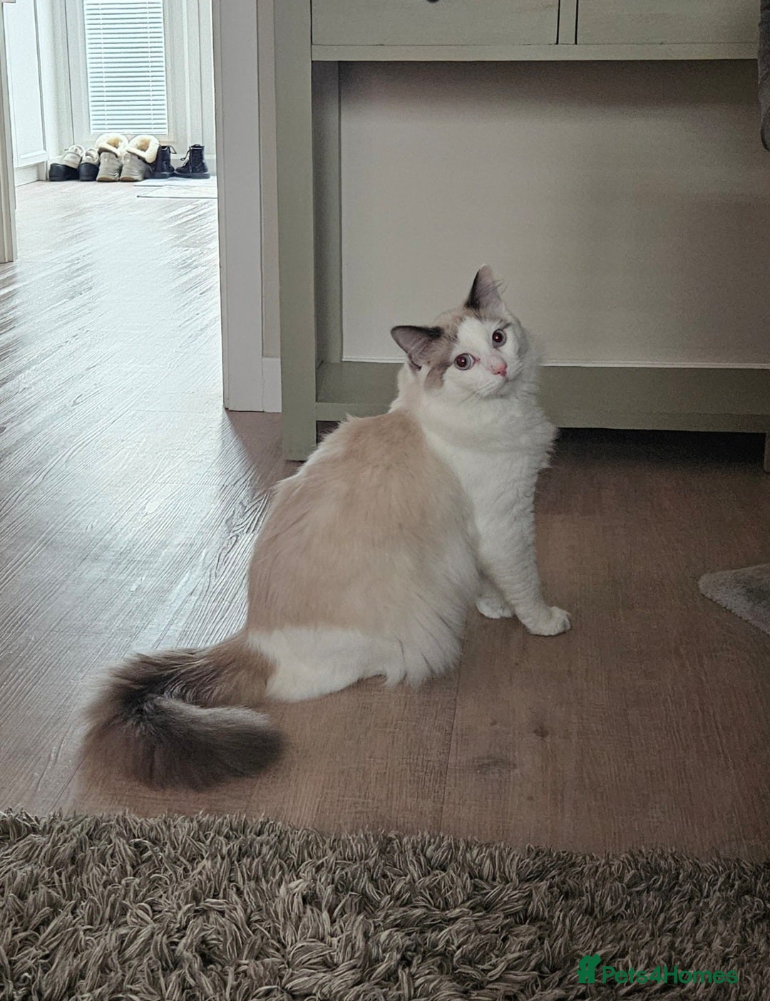 Ragdoll cats Rehoming 11 month old ragdoll - Advert 1
