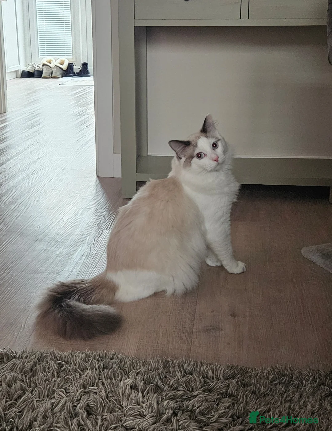 Ragdoll cats for sale: Rehoming 11 month old ragdoll - Advert 1