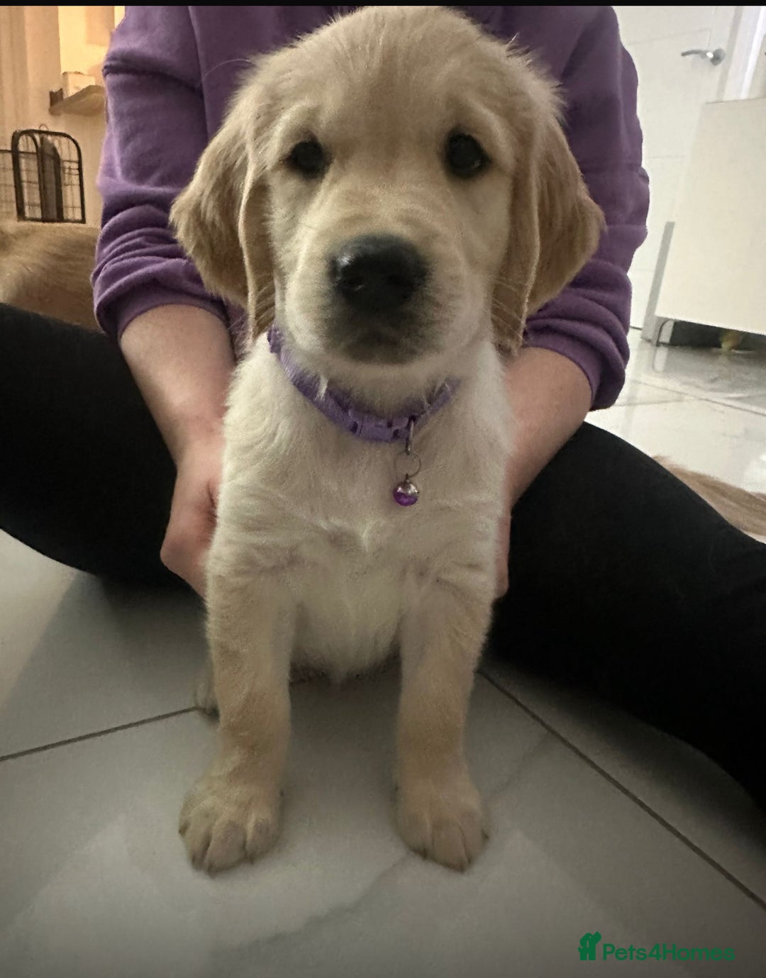 Golden Retriever dogs for sale: Golden retriever  - Advert 12