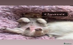 Chihuahua dogs for sale: READY NOW chihuahua x Pom puppies  - Image 19