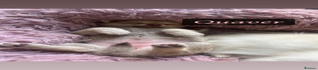 Quaver