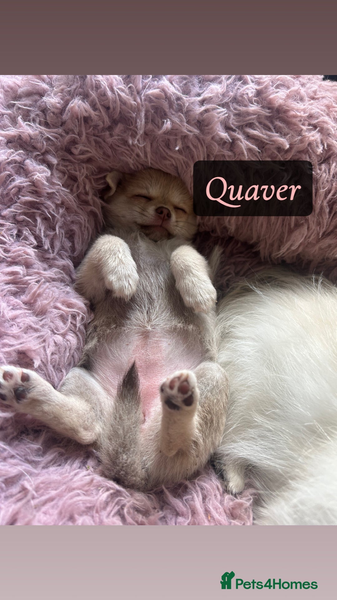 Chihuahua dogs for sale: READY NOW chihuahua x Pom puppies  - Image 19