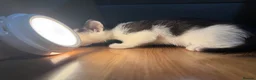 Korat cats for sale: Kittens Looking for Their Forever Homes - Advert 10
