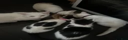 Mixed Breed cats for sale: Kittens  - Advert 6
