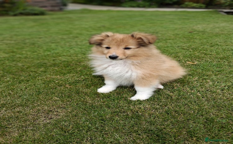 Shetland Sheepdog dogs - Advert 1