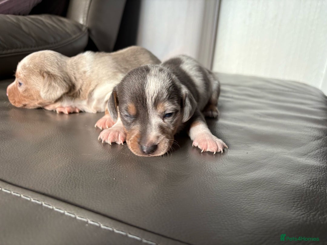 Mixed Breed dogs for sale: Jack Russel/miniature Datchound - Image 14