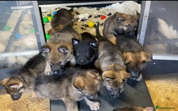 German Shepherd dogs for sale: 🐶 Outstanding Working line GSD puppies 🐶 - Image 14