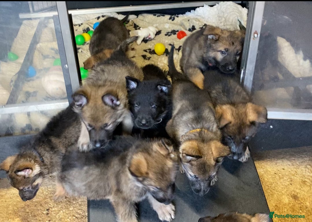 German Shepherd dogs for sale: 🐶 Outstanding Working line GSD puppies 🐶 - Image 14