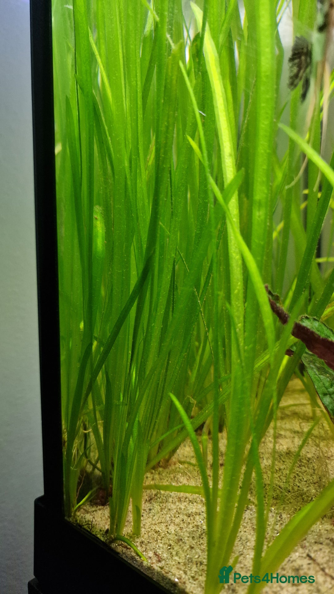 Angelfish fish for sale: Koi Angelfish - Image 14
