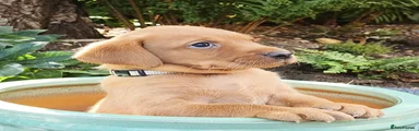 Noblerose Regal 