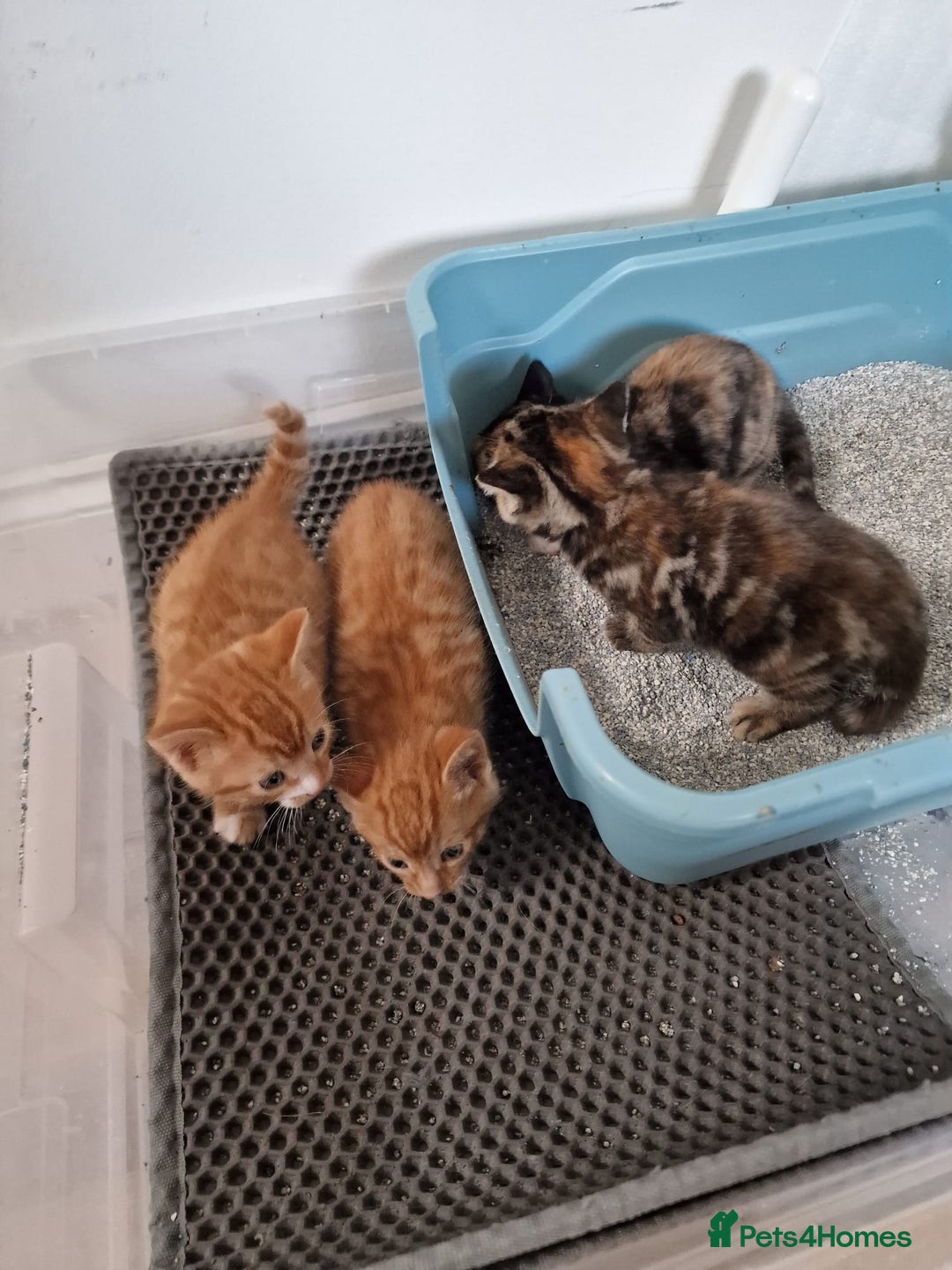 Mixed Breed cats for sale: Cute Ginger Boy ! - Advert 18