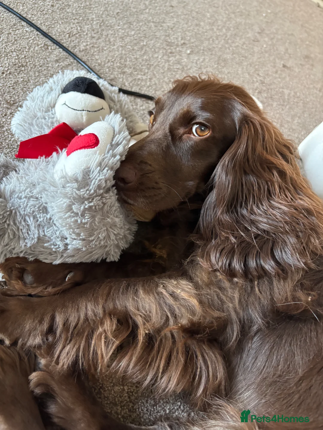 Cocker Spaniel dogs for sale: (Possibly reserved) Spayed Female Cocker Spaniel - Advert 2