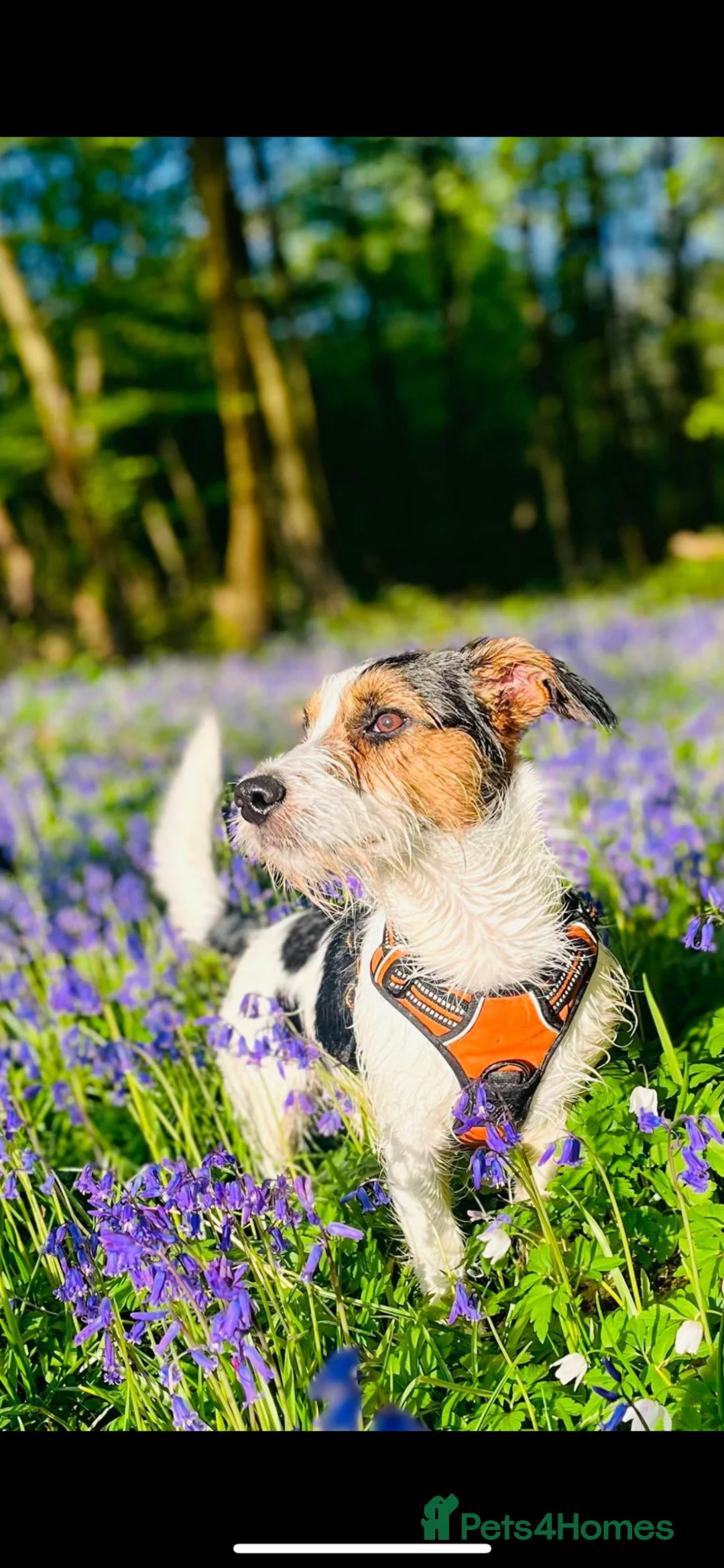 Jack Russell dogs for sale: Traditional working Jack Russell’s. in Uckfield - Advert 2