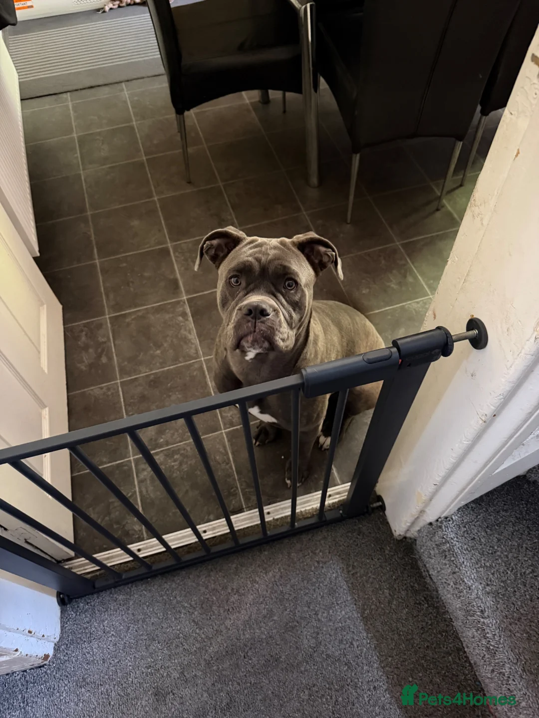 Cane Corso dogs for sale: Cane Corso - Advert 3