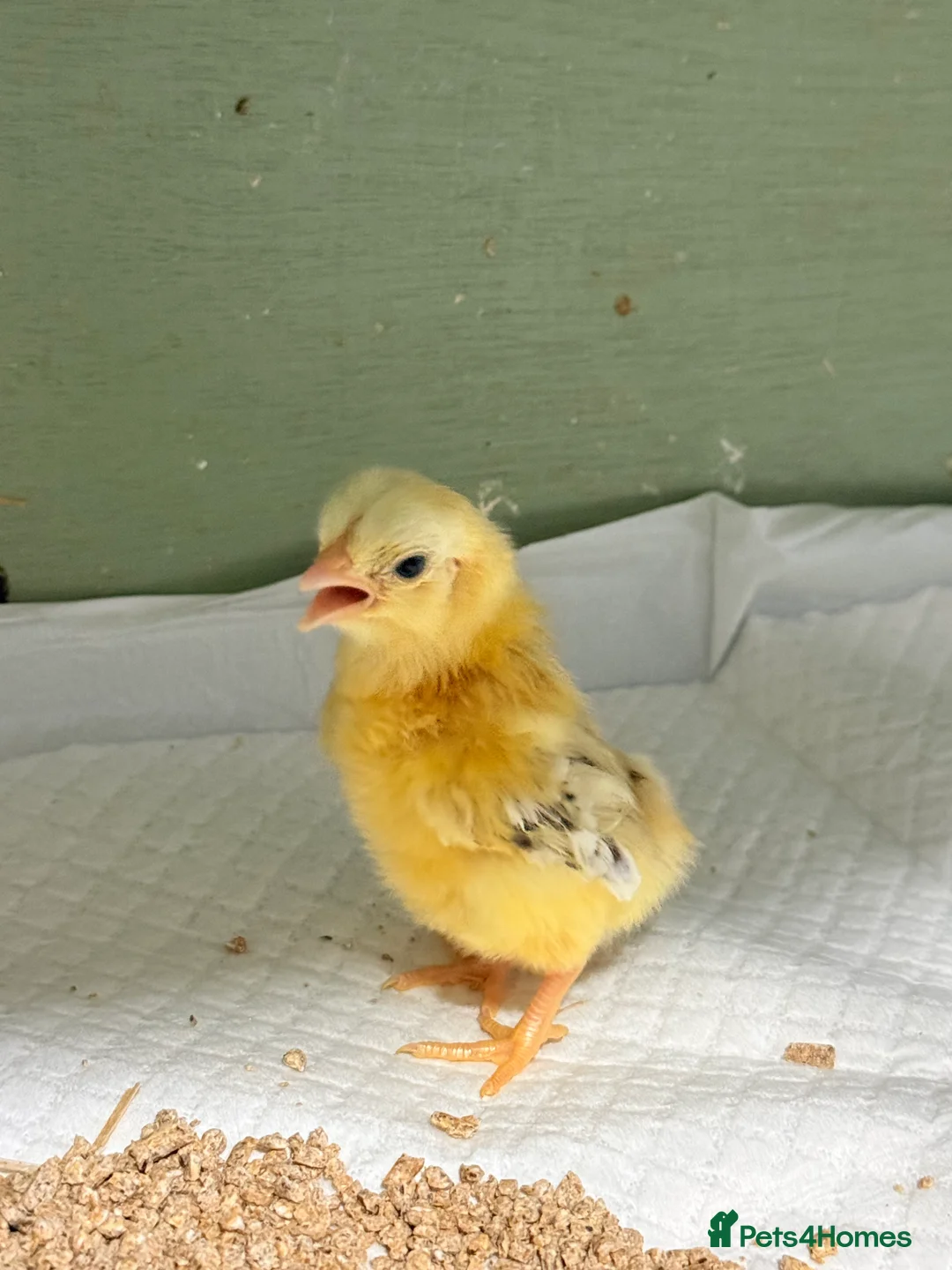 Chickens poultry for sale: Serama chicks  - Advert 2