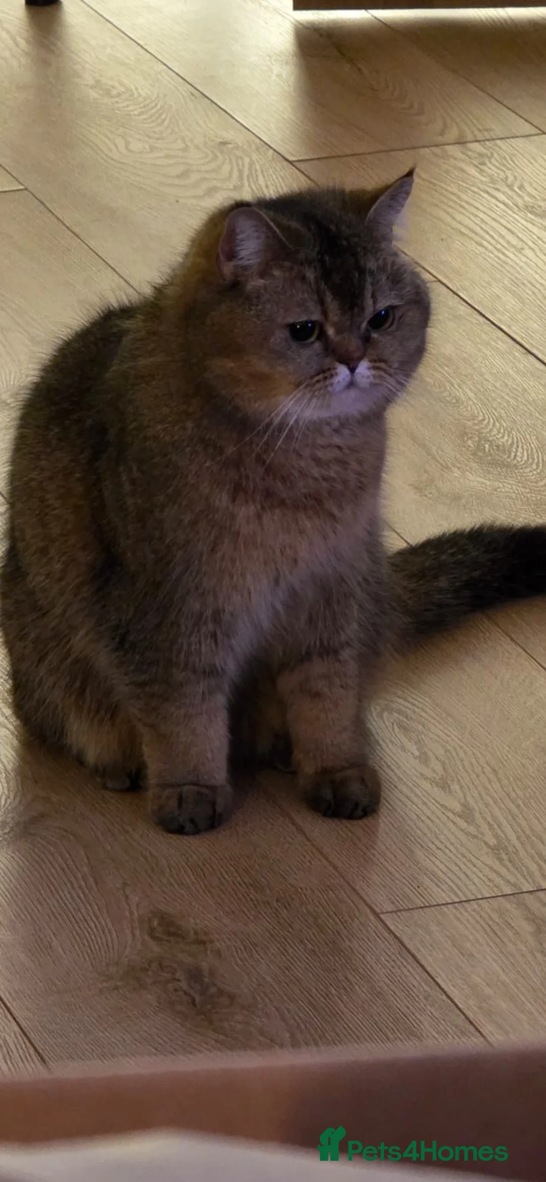British Shorthair cats for sale: Golden British Shorthair for sale - Advert 11