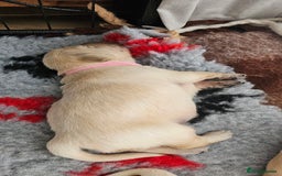 Golden Retriever dogs for sale: Golden Retriever Puppies - you will Fall in love  - Image 9