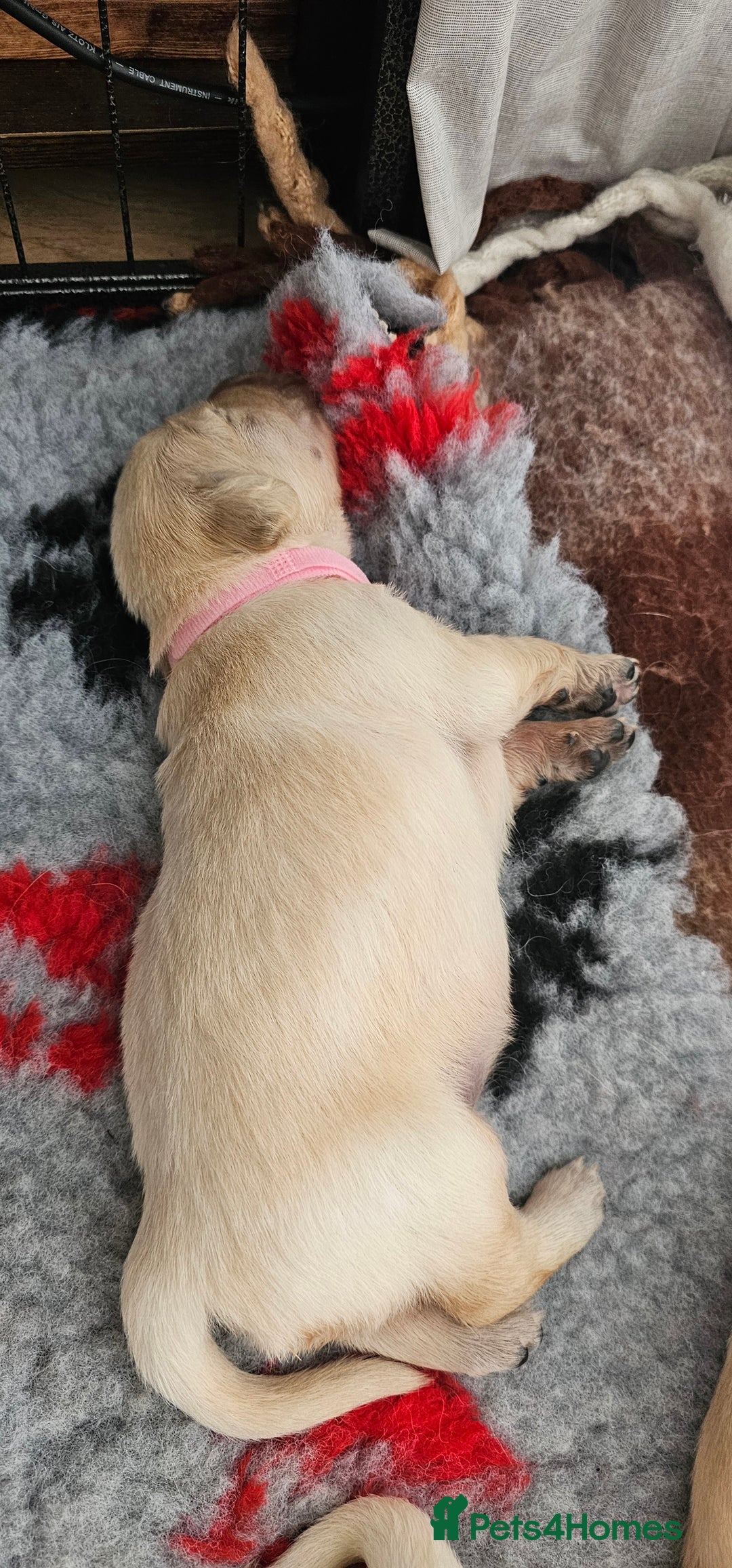 Golden Retriever dogs for sale: Golden Retriever Puppies - you will Fall in love  - Image 9