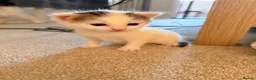 Domestic Shorthair cats for sale: 3 adorable little kittens for sale - Advert 7