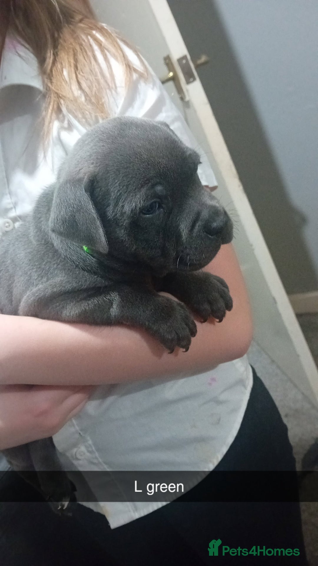 Staffordshire Bull Terrier dogs for sale: **Gorgeous blue staffy pups** - Advert 10