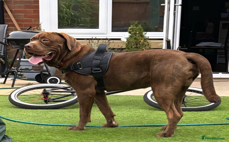 Mixed Breed dogs - Advert 1