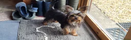Yorkshire Terrier dogs for sale: Stunning Yorkshire Terrier puppies.  - Advert 3