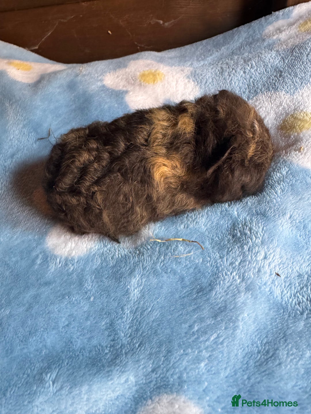 Guinea Pig rodents for sale: Swiss male baby guinea pigs  - Image 7