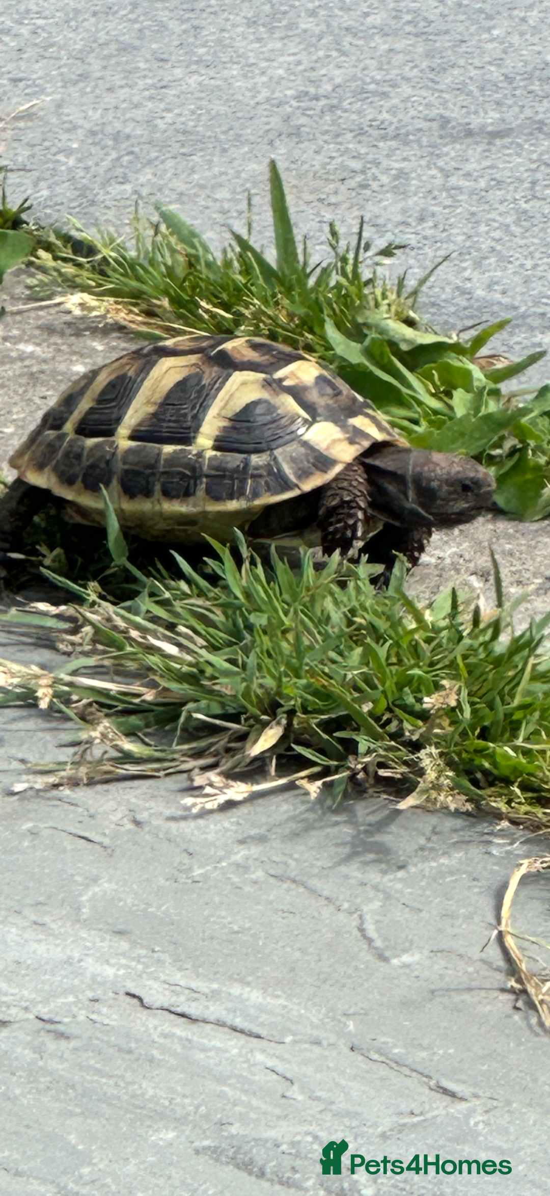 Tortoise reptiles for sale: 3yr old MALE Herman tortoise  - Image 6