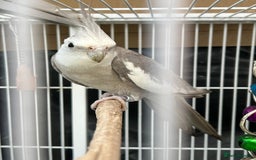 Mixed Breed birds for sale: Female Indian Ringneck,male Cockatiel & hen budgie - Image 5