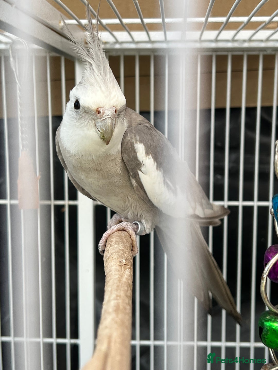 Mixed Breed birds for sale: Female Indian Ringneck,male Cockatiel & hen budgie - Image 5