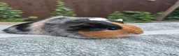 Guinea Pig rodents for sale: Female guinea pigs  - Advert 5
