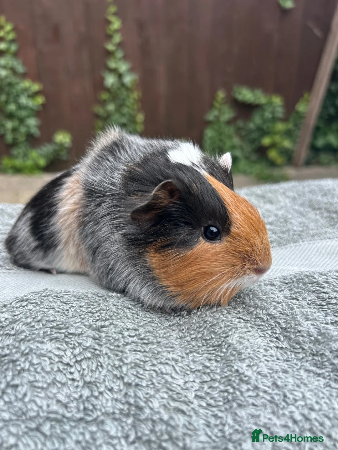 Guinea Pig rodents for sale: Female guinea pigs  - Advert 5