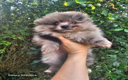 Pomeranian dogs for sale: ONLY 1 PUPPY LEFT NOW! - Image 25