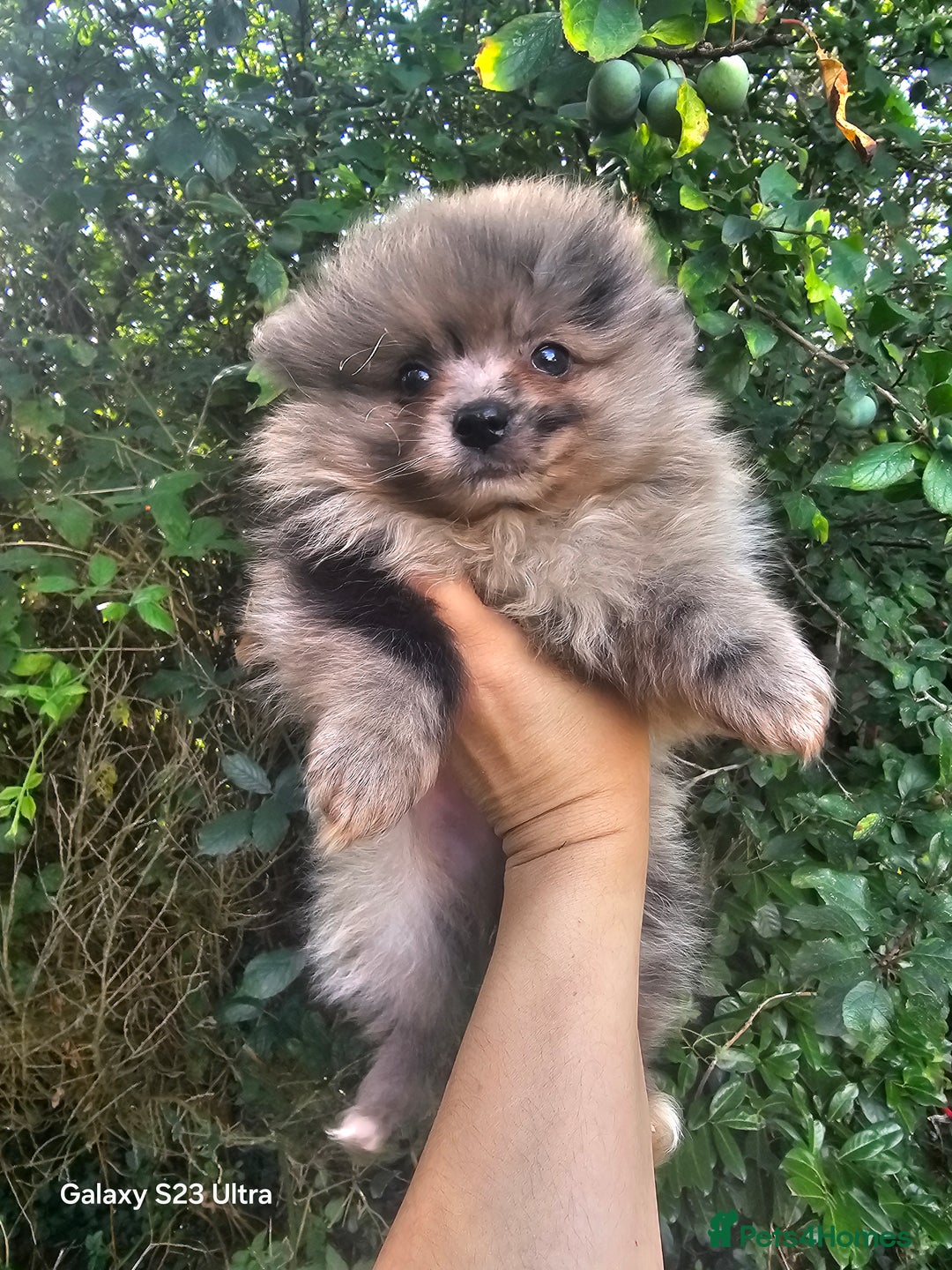 Pomeranian dogs for sale: ONLY 1 PUPPY LEFT NOW! - Image 25