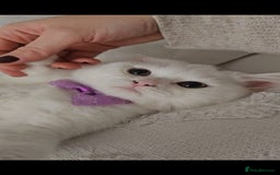 British Shorthair cats for sale: ♥️ GCCF British Shorthair Kittens ♥️ - Image 5