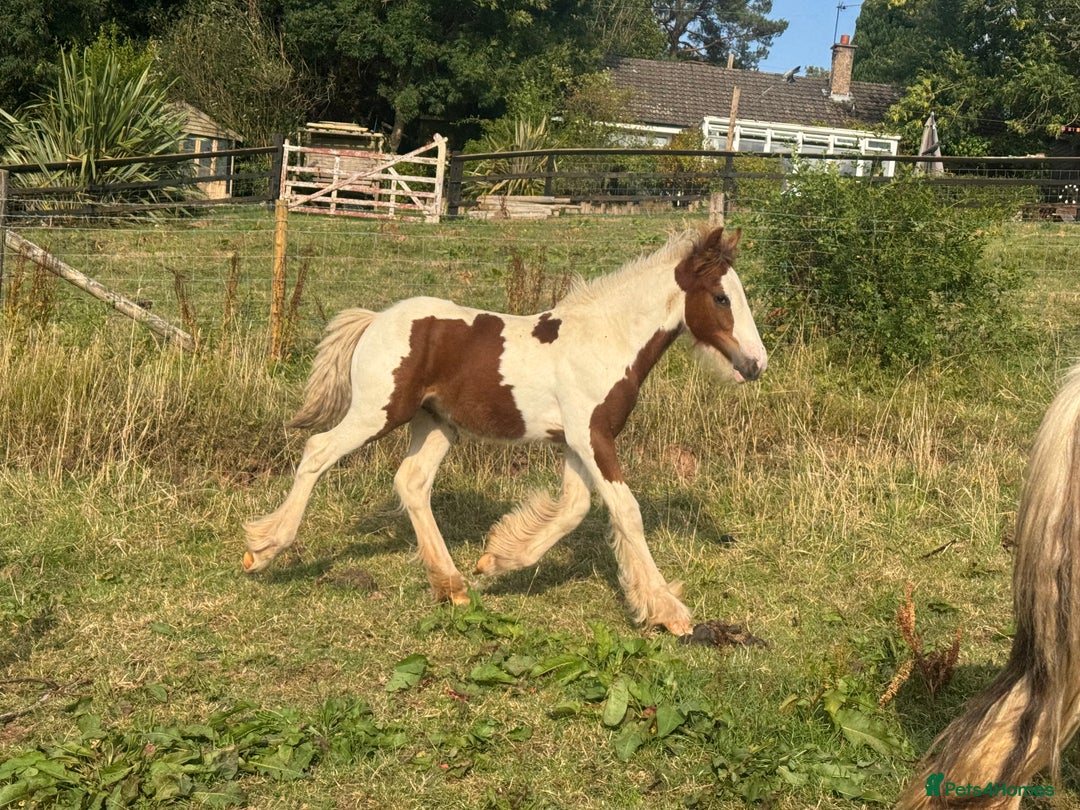 Irish Cob horses for sale: Chunky Chesney - Skewbald Colt  - Image 11