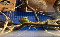 Budgerigars birds for sale: 3 pairs of budgies, searching for new homes  - Image 6