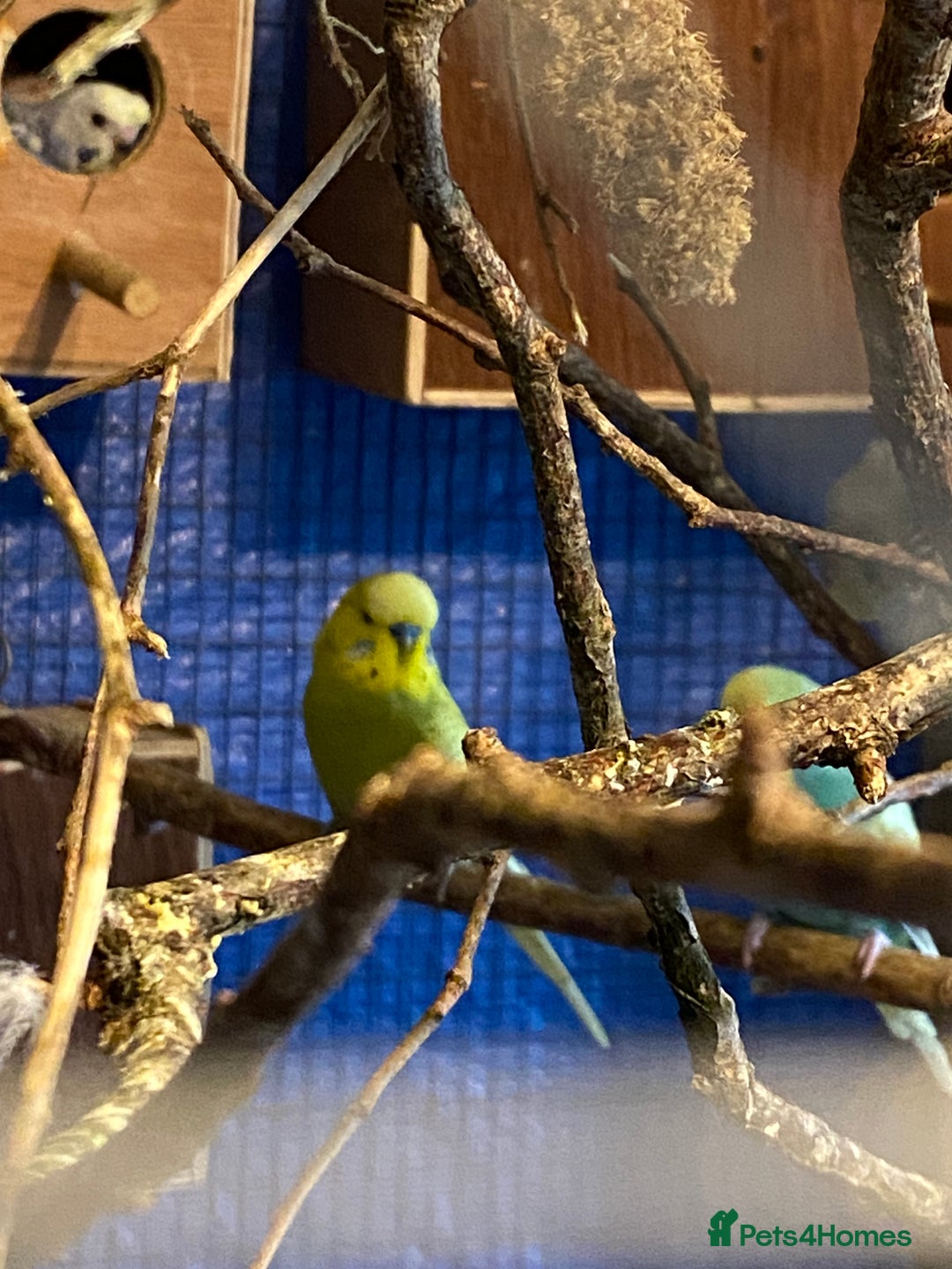 Budgerigars birds for sale: 3 pairs of budgies, searching for new homes  - Image 6