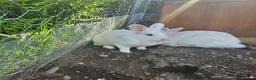 Mini Lion Lop rabbits for sale: Lion main lop white sisters 1 year old  - Advert 1
