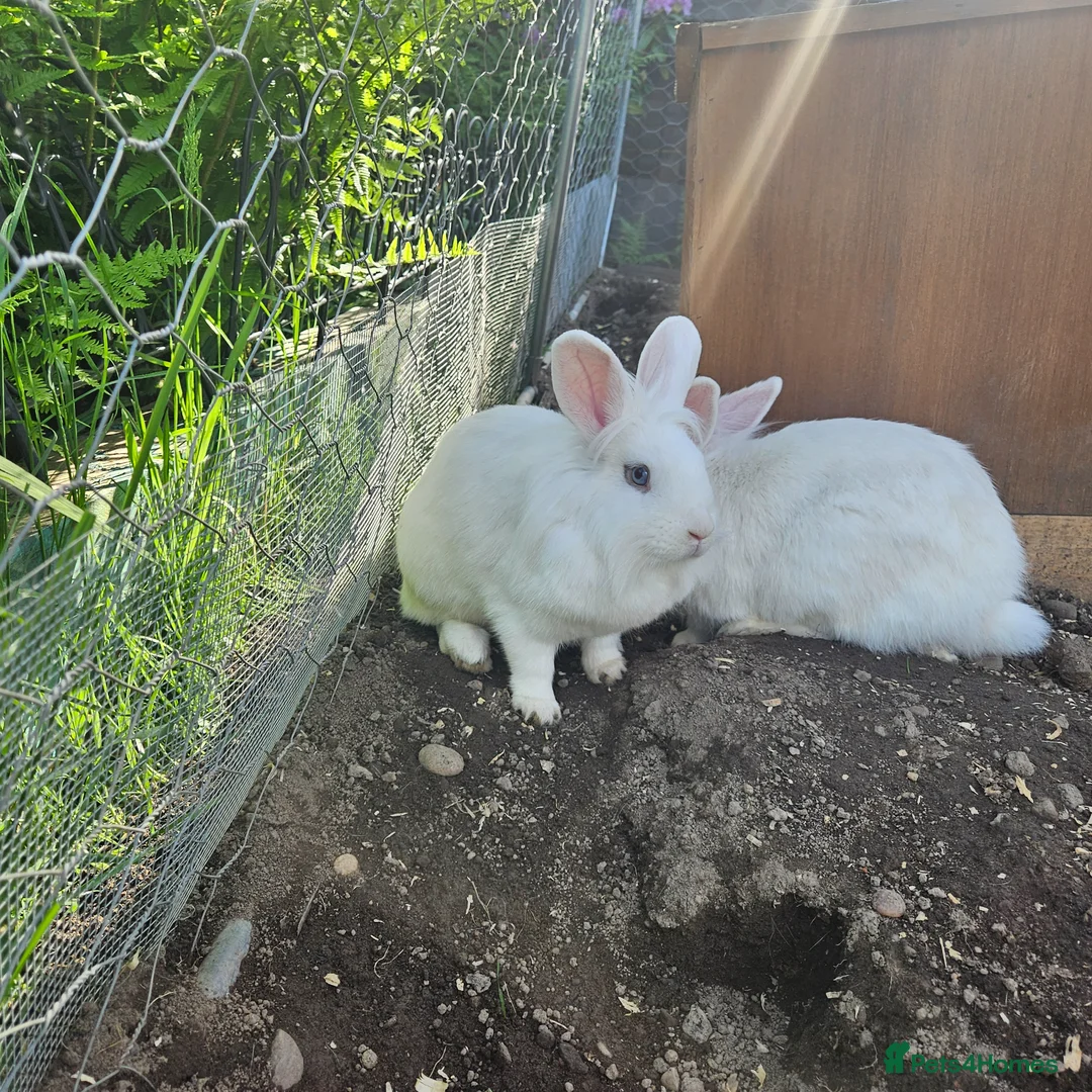 Mini Lion Lop rabbits for sale: Lion main lop white sisters 1 year old  - Advert 1