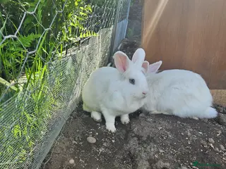 Mini Lion Lop rabbits Lion main mini lop white sisters 1 year old - Advert 3