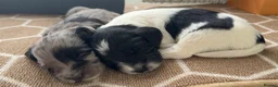 Sproodle dogs for sale: Rare Merle Sroodles  - Advert 20