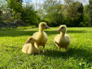 Geese poultry Goslings, all sexed - Advert 3